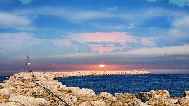 bat365公司：园林绿化苗木桂木